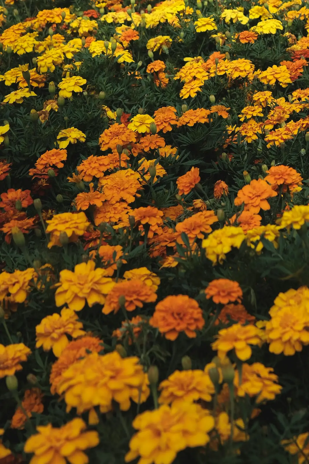 Flores de cempasúchil naranjas y amarillas